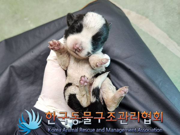한국동물구조관리협회_441560202301312